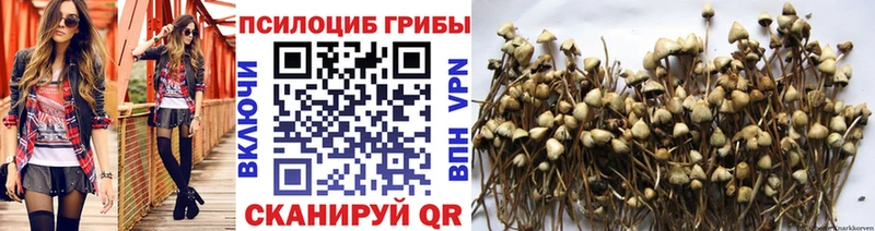 Галлюциногенные грибы Psilocybe  Купить закладки  Аксай 